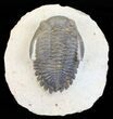 Brown Hollardops Trilobite - Foum Zguid, Morocco #57544-1